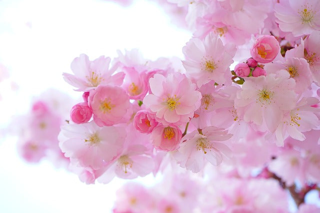 From Cherry Blossoms to Customer Satisfaction: How Predictable Events Can Improve Business Planning